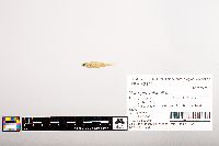 Notropis volucellus image