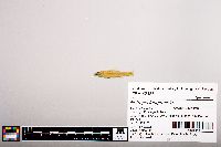 Notropis longirostris image