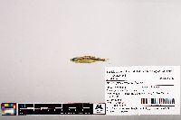 Notropis micropteryx image
