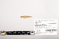 Notropis volucellus image