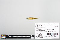 Notropis boops image
