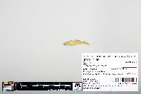 Notropis greenei image