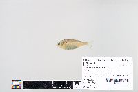 Media resource of Dorosoma cepedianum