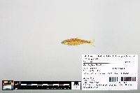 Notropis boops image