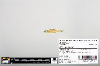 Notropis boops image