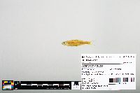 Notropis boops image