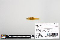 Notropis boops image