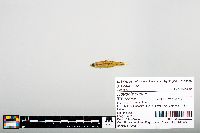Notropis boops image