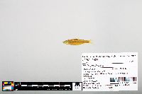 Notropis boops image