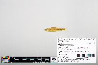 Notropis greenei image