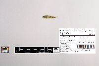 Cottus carolinae image