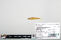 Notropis greenei image