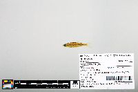 Notropis boops image