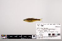 Notropis leuciodus image