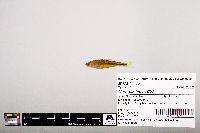 Notropis leuciodus image