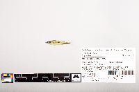 Notropis volucellus image