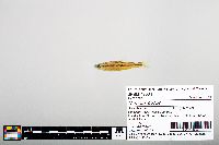 Notropis boops image