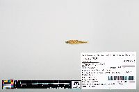 Notropis greenei image