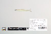 Osmerus mordax image