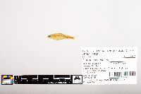 Notropis volucellus image