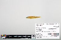 Notropis greenei image