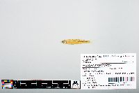 Notropis atherinoides image