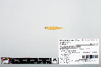 Notropis atherinoides image