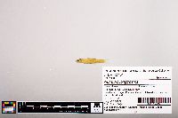 Notropis longirostris image
