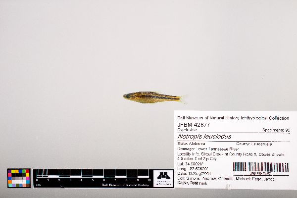 Notropis leuciodus image