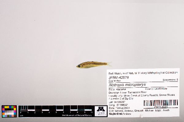 Notropis micropteryx image