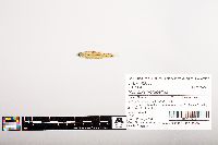 Notropis volucellus image