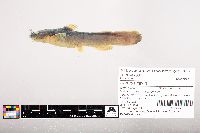 Noturus flavus image