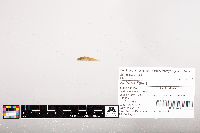Noturus flavus image
