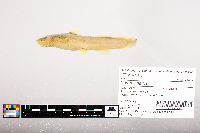 Noturus flavus image