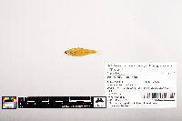 Notropis volucellus image