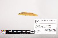 Noturus flavus image
