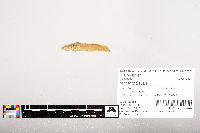 Noturus flavus image