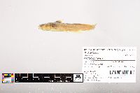 Noturus flavus image