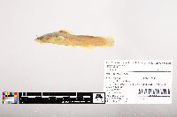 Noturus flavus image