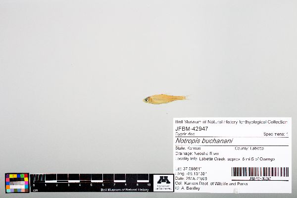 Notropis buchanani image