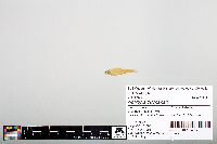 Image of Notropis buchanani