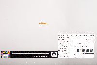 Noturus flavus image