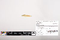 Noturus flavus image