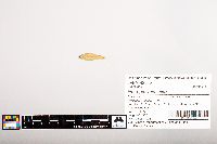 Notropis volucellus image