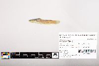 Noturus flavus image
