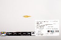 Notropis volucellus image