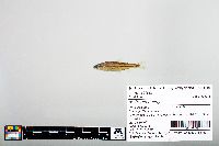 Notropis baileyi image