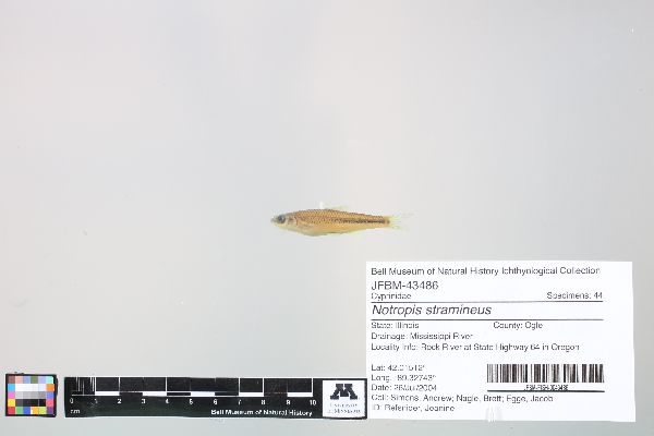Notropis stramineus image