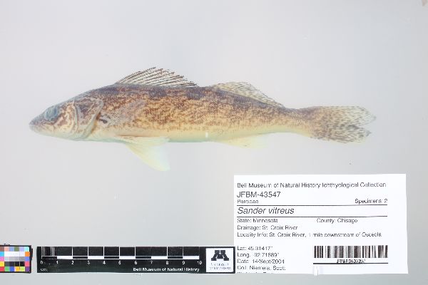 Sander vitreus image