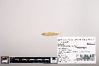 Notropis longirostris image